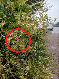 1電氣事故引發(fā)加州山火，據(jù)說這個裝置可以避免事故發(fā)生！